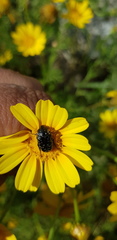 Oxythyrea noemi