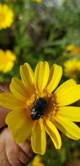 Oxythyrea noemi