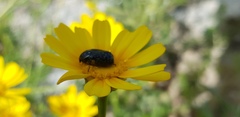 Oxythyrea noemi