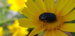 Oxythyrea noemi