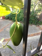 Stephanotis floribunda