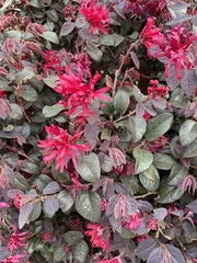 Loropetalum chinense