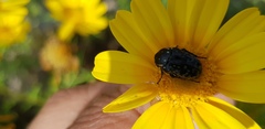 Oxythyrea noemi