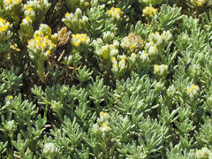 Helichrysum asperum comosum