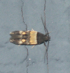 Triclonella determinatella