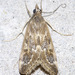 Wolfberry Loxostege Moth - Photo (c) David G. Barker, some rights reserved (CC BY-NC), uploaded by David G. Barker