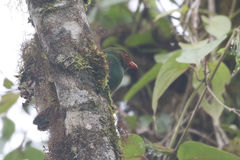 Chlorornis riefferii