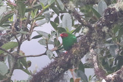 Chlorornis riefferii