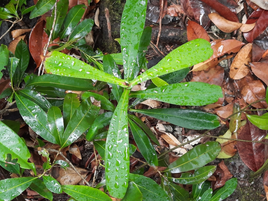 Tristaniopsis merguensis (Tristaniopsis merguensis)