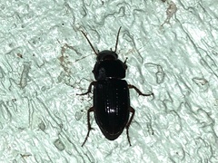 Selenophorus