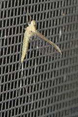 Callibaetis floridanus