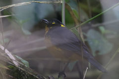 Anisognathus lacrymosus