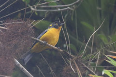 Anisognathus lacrymosus