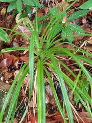 Carex pilosa