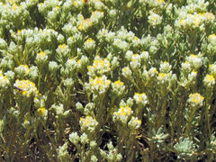 Helichrysum asperum comosum