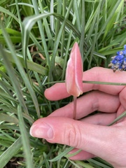 Tulipa turkestanica