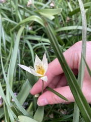 Tulipa turkestanica