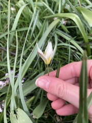 Tulipa turkestanica
