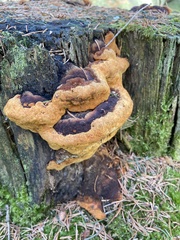 Gloeophyllales