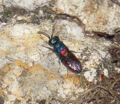 Chrysis scutellaris