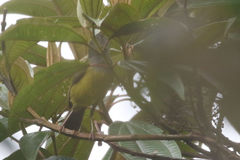 Cnemoscopus rubrirostris