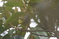 Cnemoscopus rubrirostris