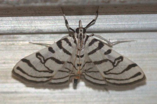 Zebra Conchylodes Moth photo 5