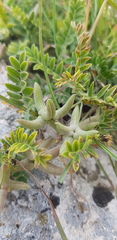 Astragalus asterias