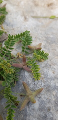 Astragalus asterias