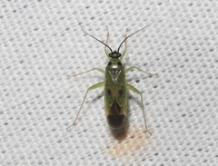 Ilnacora
