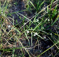 Euphorbia discoidalis