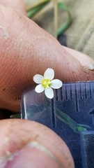 Euphorbia discoidalis