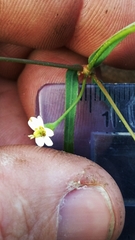 Euphorbia discoidalis