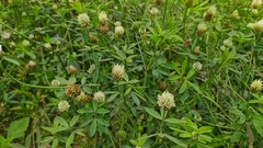 Trifolium alexandrinum
