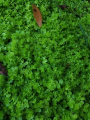 Micranthemum umbrosum