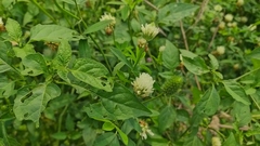 Trifolium alexandrinum