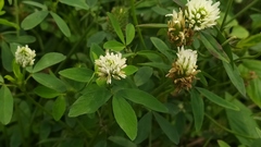 Trifolium alexandrinum