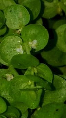 Micranthemum umbrosum