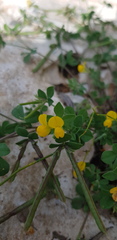Lotus peregrinus