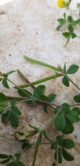 Lotus peregrinus