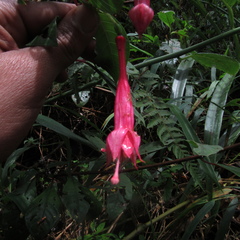 Fuchsia petiolaris