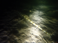 Fistularia commersonii