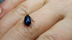 Agelastica alni