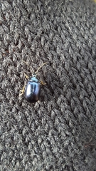 Agelastica alni