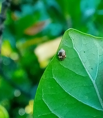 Psyllobora bicongregata