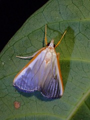 Pylartes subcostalis