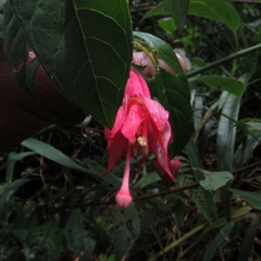 Fuchsia petiolaris