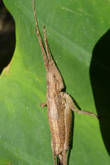 Dasyscelus normalis