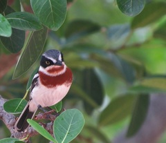 Batis molitor molitor