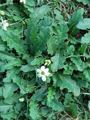 Jaborosa runcinata